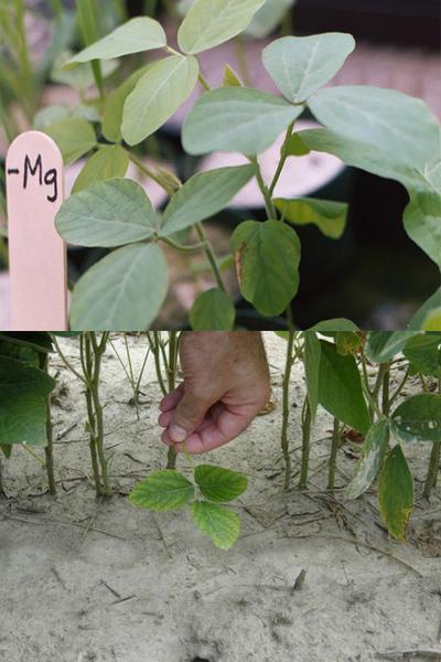 Figure 6-7. Magnesium deficiency induced in greenhouse plants (t